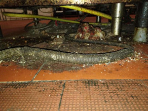 Mrtvé myši v kuchyni a stěny olezlé plísní. Inspektoři zavřeli motorest na dálnici u Brna