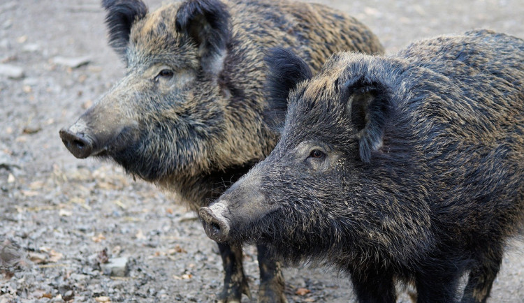 wild-boar-2256296_1280