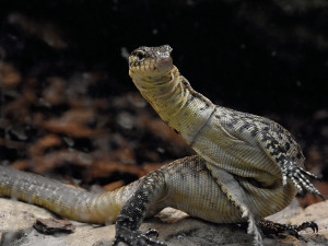 V hodonínské zoo mají nové přírůstky. Návštěvníci mohou vidět pár ohrožených varanů