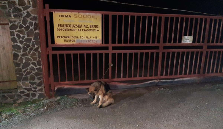 Policisté vypátrali majitele utýrané fenky z Vyškovska. V domě našli další zubožené psy