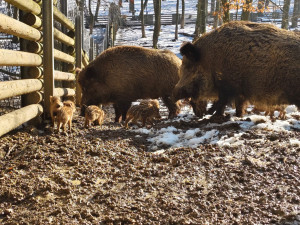 V brněnské oboře Holedná se narodila selátka. Chovejte se tiše a nekrmte je, vyzývá správce