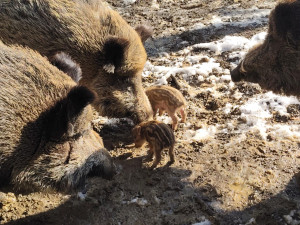 V brněnské oboře Holedná se narodila selátka. Chovejte se tiše a nekrmte je, vyzývá správce