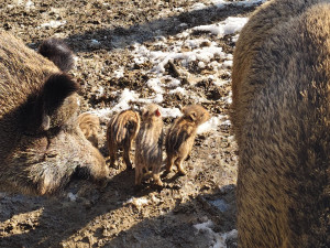 V brněnské oboře Holedná se narodila selátka. Chovejte se tiše a nekrmte je, vyzývá správce