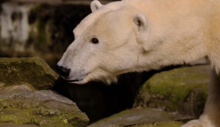 Lední medvěd má mít v Brně nový výběh. Zoo hledá zhotovitele, v termínu nepřišla žádná nabídka