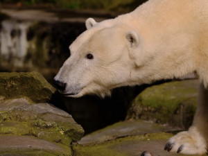 Lední medvěd má mít v Brně nový výběh. Zoo hledá zhotovitele, v termínu nepřišla žádná nabídka