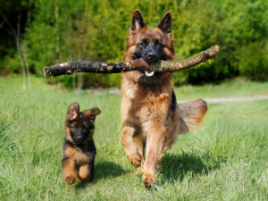 Jihomoravští veterináři v loňském roce uložili pokuty, jejichž celková výše přesáhla dva miliony korun