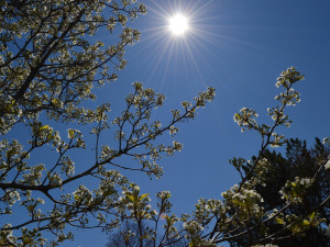 Meteorologové v sobotu naměřili další rekordní teploty na jihu Moravy. Nejtepleji bylo opět ve Strážnici