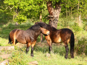 V národním parku Podyjí přibyla další pastvina pro divoké koně. Má rozlohu 100 hektarů