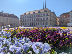 Brněnský Zelný trh s přicházejícím jarem ožívá. Lidé tam teď nakoupí bylinky nebo sazenice