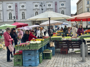 Brněnský Zelný trh s přicházejícím jarem ožívá. Lidé tam teď nakoupí bylinky nebo sazenice