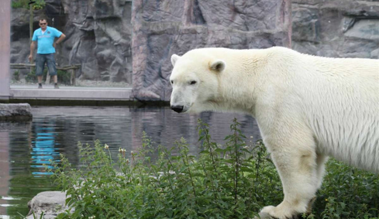 Brněnská zoo dočasně ukončuje chov kamčatských medvědů. Do výběhu se místo nich nastěhují lední