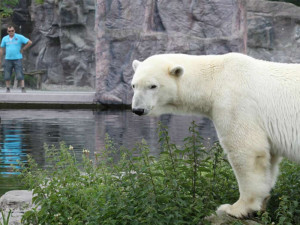 Brněnská zoo dočasně ukončuje chov kamčatských medvědů. Do výběhu se místo nich nastěhují lední