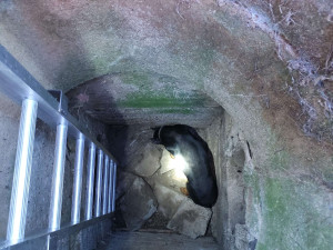 Brněnští hasiči pomohli zvířatům v nouzi. Zachránili hned tři v jeden den