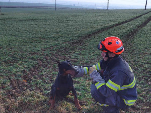 Brněnští hasiči pomohli zvířatům v nouzi. Zachránili hned tři v jeden den