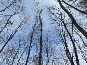 Brněnští hasiči pomohli zvířatům v nouzi. Zachránili hned tři v jeden den