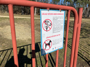 VIDEO: Na Kamenném vrchu rozkvetly vzácné koniklece. Před nemotornými turisty je chrání dřevěná lávka