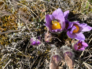 VIDEO: Na Kamenném vrchu rozkvetly vzácné koniklece. Před nemotornými turisty je chrání dřevěná lávka