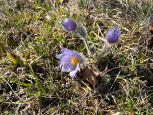 VIDEO: Na Kamenném vrchu rozkvetly vzácné koniklece. Před nemotornými turisty je chrání dřevěná lávka