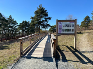VIDEO: Na Kamenném vrchu rozkvetly vzácné koniklece. Před nemotornými turisty je chrání dřevěná lávka