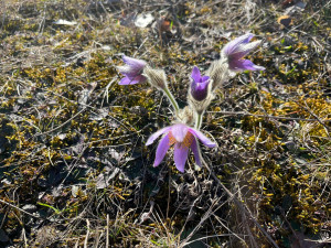 VIDEO: Na Kamenném vrchu rozkvetly vzácné koniklece. Před nemotornými turisty je chrání dřevěná lávka