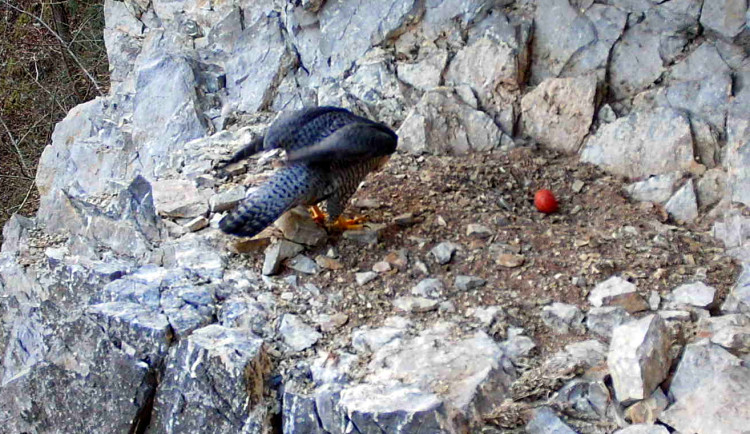 Okolí Býčí skály je znepřístupněno. Hnízdí tam nyní sokolové