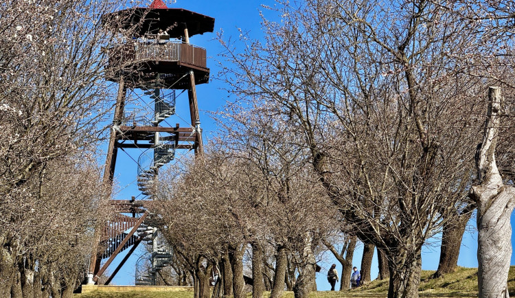 Letošní hustopečské slavnosti mandloní a vína přilákaly již tisíce návštěvníků. Rozkvétající sad zaplnily davy