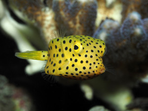 V brněnské zoo přibyli noví obyvatelé akvárií. Havýši vypadají jako krabice, byli předlohou automobilce