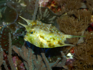 V brněnské zoo přibyli noví obyvatelé akvárií. Havýši vypadají jako krabice, byli předlohou automobilce