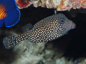 V brněnské zoo přibyli noví obyvatelé akvárií. Havýši vypadají jako krabice, byli předlohou automobilce