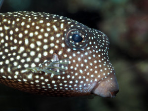 V brněnské zoo přibyli noví obyvatelé akvárií. Havýši vypadají jako krabice, byli předlohou automobilce