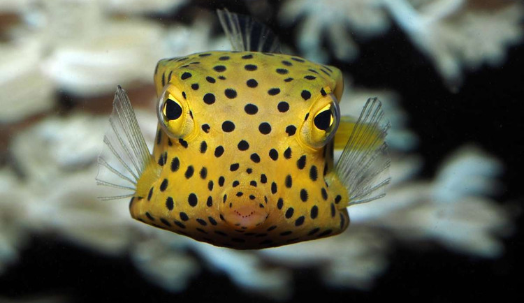 V brněnské zoo přibyli noví obyvatelé akvárií. Havýši vypadají jako krabice, byli předlohou automobilce