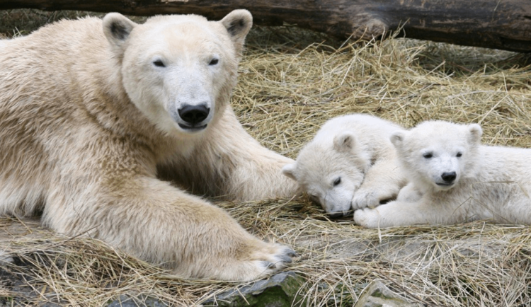 Snímek obrazovky 2025-03-28 071651 (1)