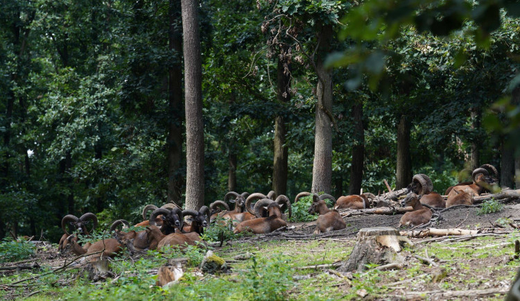 Brněnská obora Holedná bude až do odvolání uzavřena. Jedná se o prevenci proti šíření slintavky a kulhavky