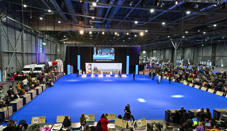 Brno hostí Evropskou výstavu psů všech plemen