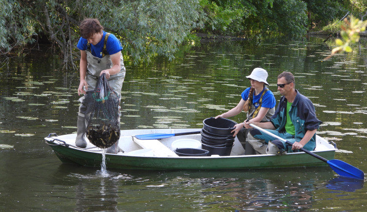 Sumeček černý je hrozbou ekosystémů. Brněnští vědci ho nyní monitorují