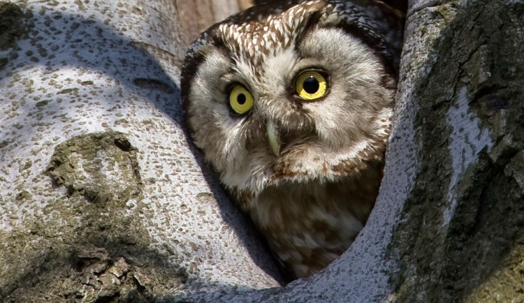 V Jeseníkách žije ohrožený puštík bělavý. Potvrdil to letošní monitoring