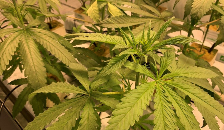 Svatoanenská nemocnice v Brně pěstuje konopí. Nyní ho nabízím dalším lékárnám