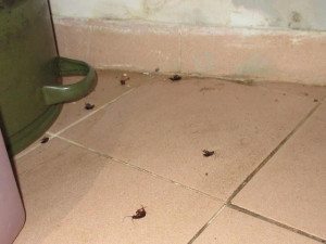 Inspektoři zavřeli v Brně První doubravnickou restauraci. Našli v ní šváby
