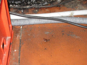 Inspektoři zavřeli v Brně První doubravnickou restauraci. Našli v ní šváby