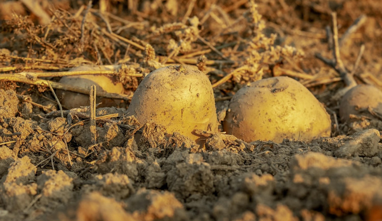 Ilustrační fotografie