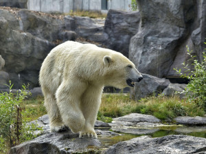 Lední medvědi budou mít větší výběh. Brněnská zoo se pouští do jeho úprav