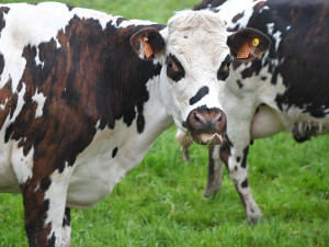 Kontroly na hranicích s Rakouskem kvůli slintavce končí. Otevřely také obory