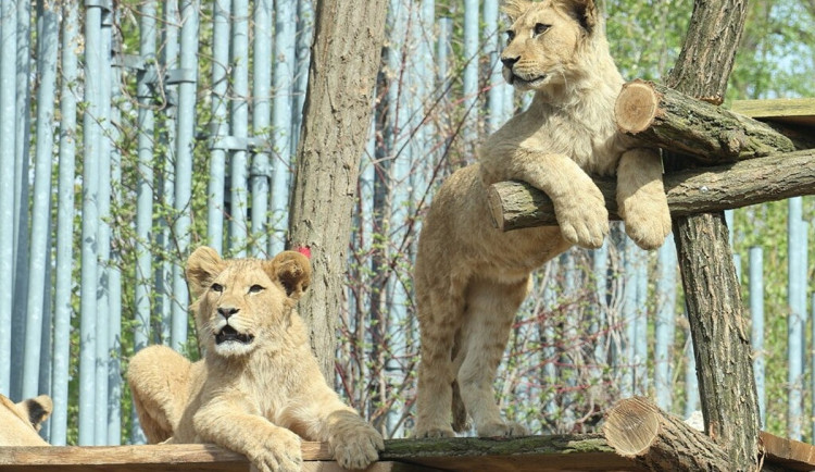Lvi v hodonínské zoo mají novou atrakci. Hrají si na čtyřpatrové palandě