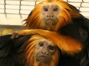 V hodonínské zoo nově chovají opičky z brazilského pralesa. Už přivítali i mládě