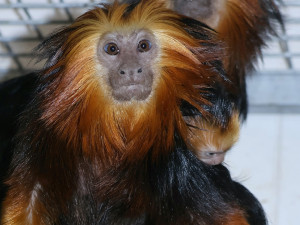 V hodonínské zoo nově chovají opičky z brazilského pralesa. Už přivítali i mládě