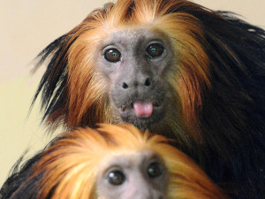 V hodonínské zoo nově chovají opičky z brazilského pralesa. Už přivítali i mládě