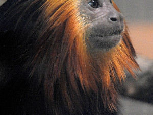 V hodonínské zoo nově chovají opičky z brazilského pralesa. Už přivítali i mládě