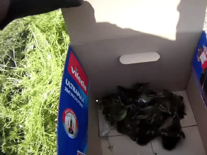 VIDEO: Tucet káčat se ukrývalo na okraji kolejiště, už spokojeně plavou v řece