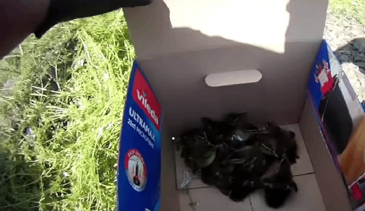 VIDEO: Tucet káčat se ukrývalo na okraji kolejiště, už spokojeně plevou v řece