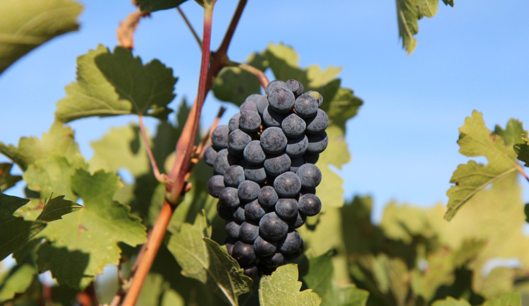 Ilustrační fotografie